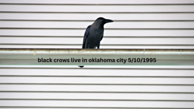 black crows live in oklahoma city 5/10/1995