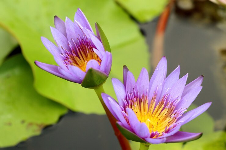 blue lotus flower