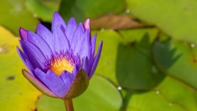 blue lotus flower