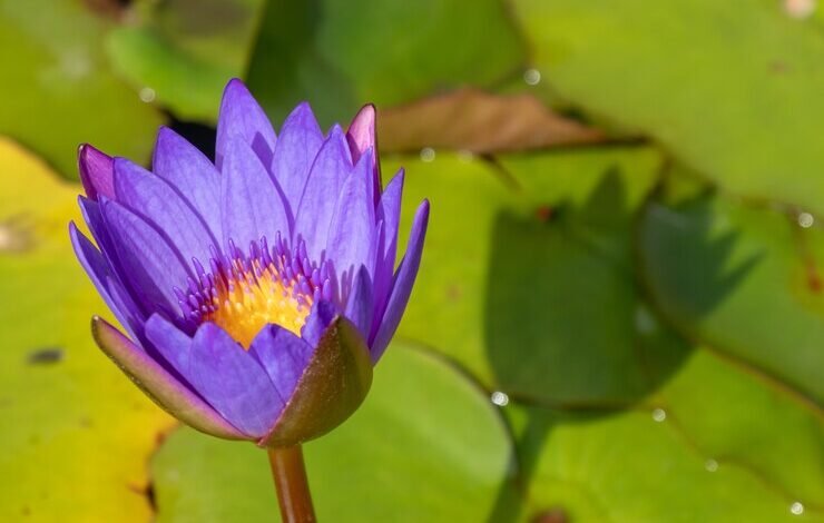 blue lotus flower